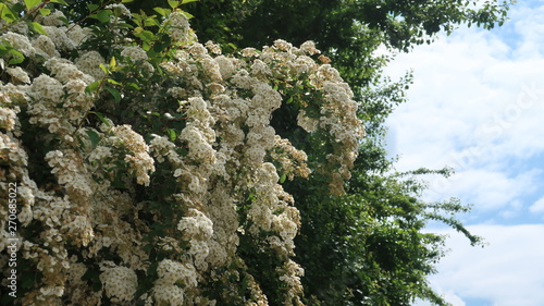 Bunte Blumen