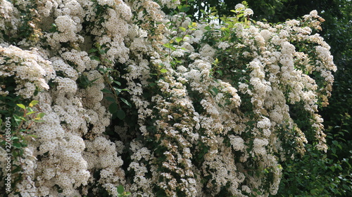 Bunte Blumen