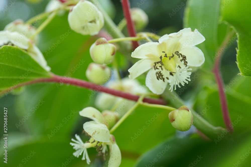 Kiwi fruit flower Kiwi fruit flower