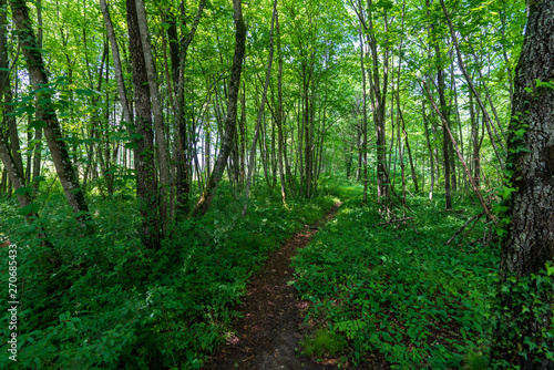 schmaler Treppelweg durch den Wald entlang der Traun in Wels der als Lauf und Wanderweg genutzt wird