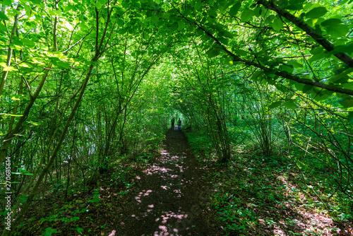 schmaler Treppelweg durch den Wald entlang der Traun in Wels der als Lauf und Wanderweg genutzt wird