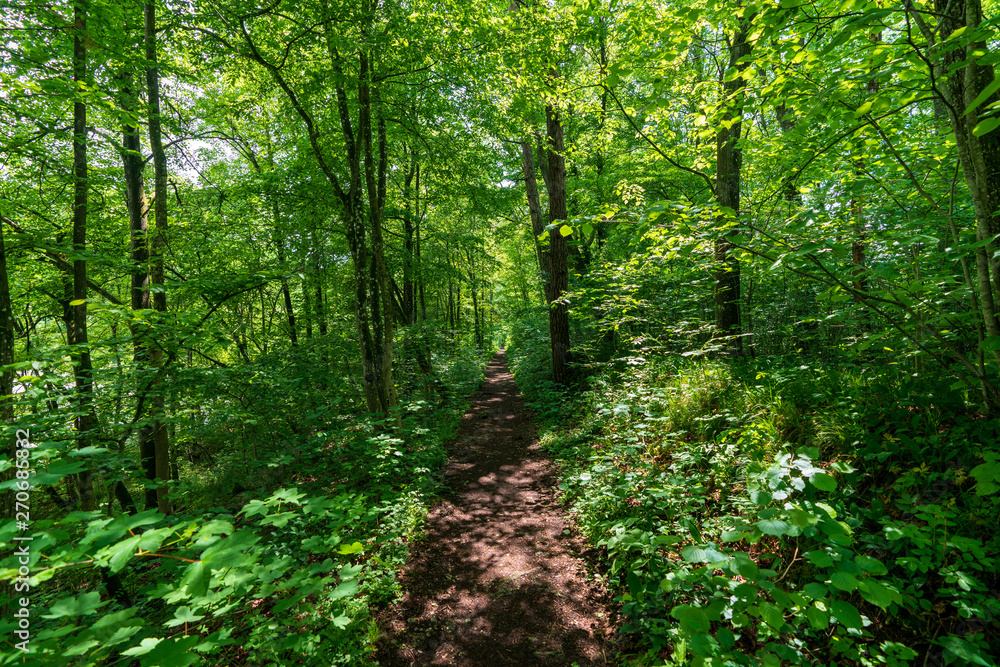 schmaler Treppelweg durch den Wald entlang der Traun in Wels der als Lauf und Wanderweg genutzt wird schmaler Treppelweg durch den Wald entlang der Traun in Wels der als Lauf und Wanderweg genutzt wird