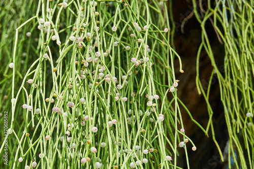 Rhipsalis baccifera (mistletoe cactus) on a large tree in the tropical rain forest of Guyana, South America