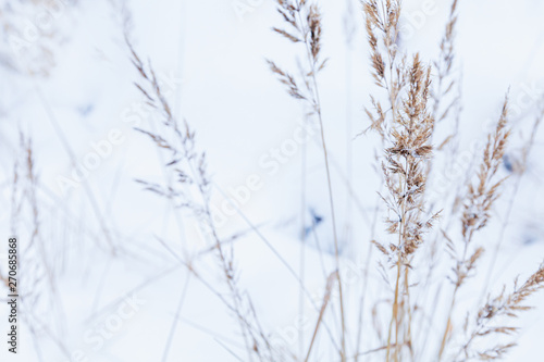 Dry coastal grass on white snow