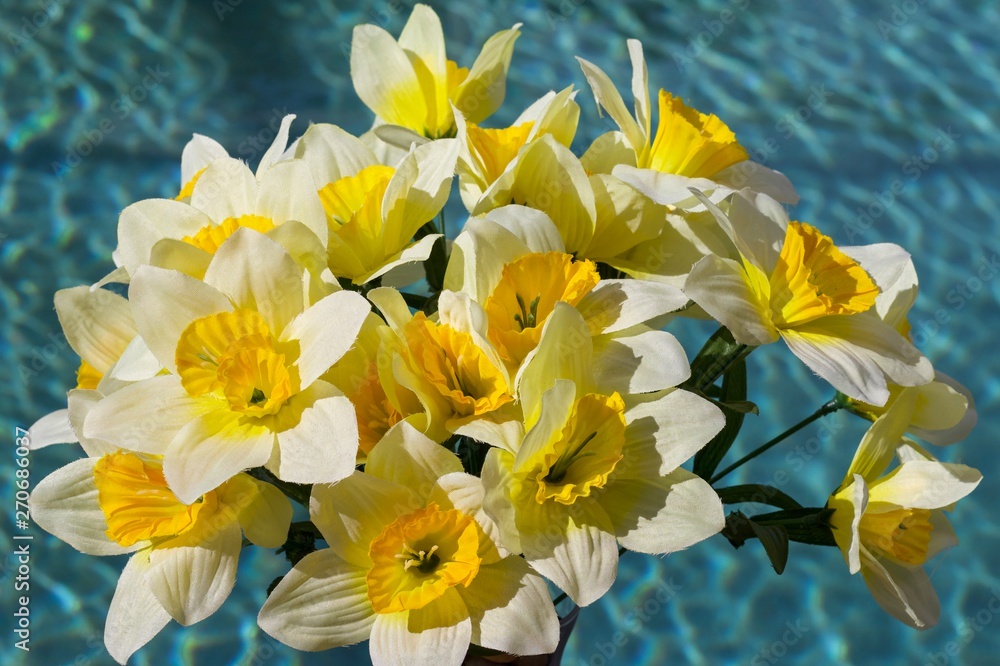 Fototapeta premium Yellow Daffodils with Blue Background