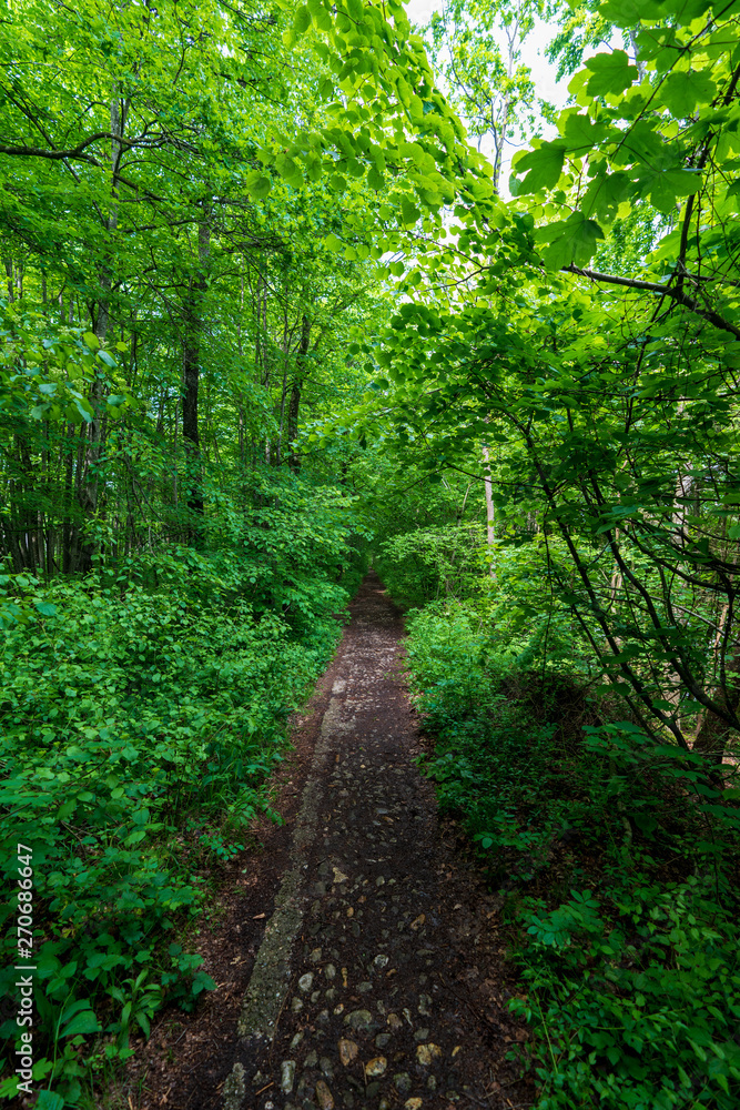 schmaler Treppelweg durch den Wald entlang der Traun in Wels der als Lauf und Wanderweg genutzt wird schmaler Treppelweg durch den Wald entlang der Traun in Wels der als Lauf und Wanderweg genutzt wird
