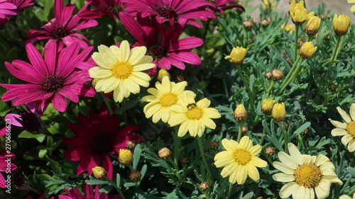 Bunte Blumen