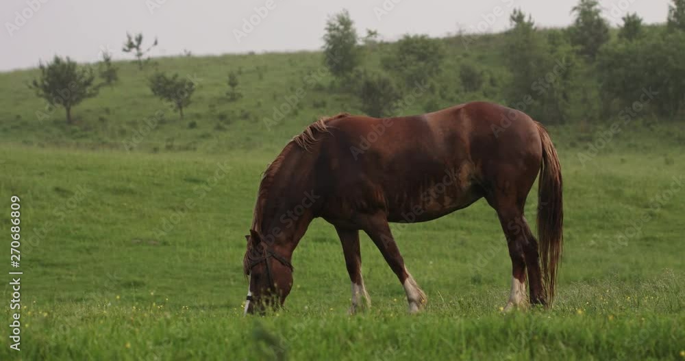 Wet Horse on a meadow in the rain Wet Horse on a meadow in the rain