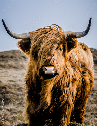 highland cow фототапет