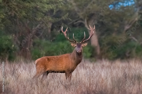Red Deer in calden forest environment  Pampas  Argentina