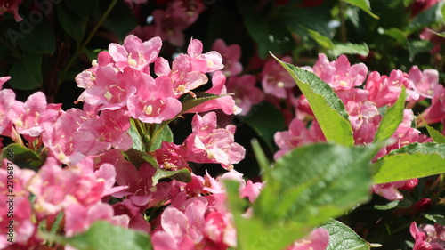 Bunte Blumen
