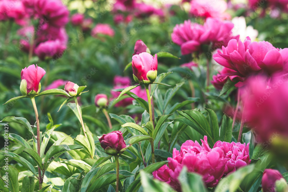 Saturated pink peonies in spring garden. Beautiful magenta peony buds and flowers with lush green foliage. Saturated pink peonies in spring garden. Beautiful magenta peony buds and flowers with lush green foliage.