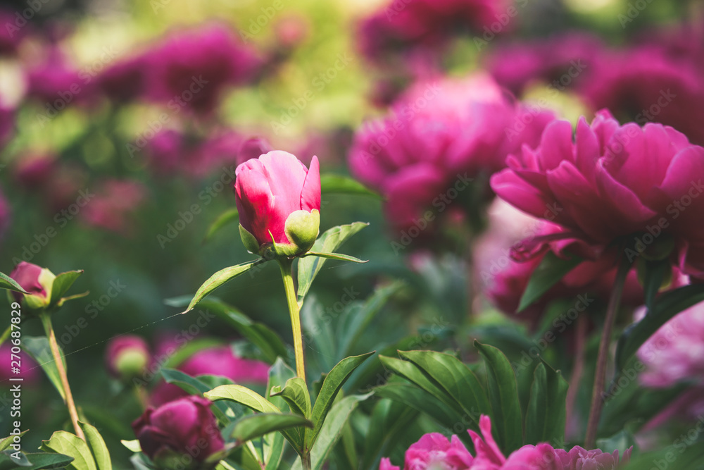 Beautiful pink peony flower close-up. Lush saturated magenta peonies with blurred green background in spring ornamental garden.