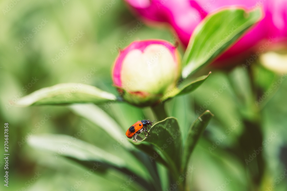 Ant bag beetle on pink peony flower. Short-horned leaf beetle in the spring garden. Bug with red elytra with black spots on the green leaf. Ant bag beetle on pink peony flower. Short-horned leaf beetle in the spring garden. Bug with red elytra with black spots on the green leaf.