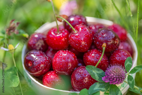 Fresh ripe red sweet cherries in a basket on green grass surrounded by flowers. Cherry fruits in a garden in summertime. Macro