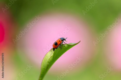 Ant bag beetle on green leaf with blurred pink peony in background. Short-horned leaf beetle has red-orange elytra with black spots. Beautiful insect close-up on sunny summer day.