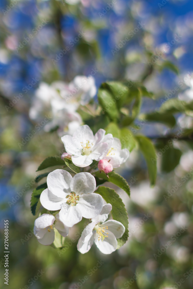 47 / 10000 АНГЛИЙСКИЙ Перевести вGoogleBing White flowers on a branch of spring flowering Apple tree 47 / 10000 АНГЛИЙСКИЙ Перевести вGoogleBing White flowers on a branch of spring flowering Apple tree