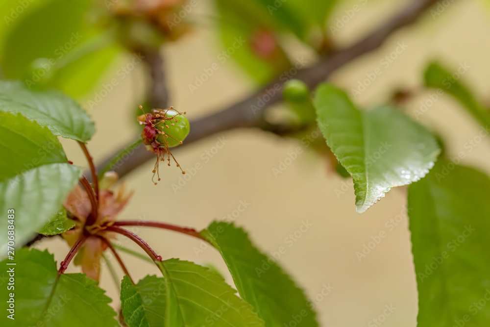 Sweet green cherry ripens on a green tree in summertime. Fruit on a branch of sweet cherry in a garden. Shallow depth of field. Sweet green cherry ripens on a green tree in summertime. Fruit on a branch of sweet cherry in a garden. Shallow depth of field.