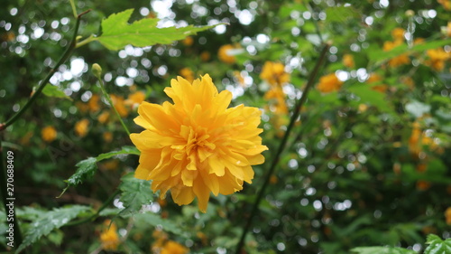 Bunte Blumen