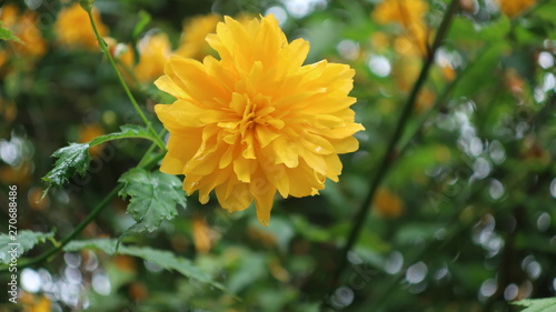 Bunte Blumen