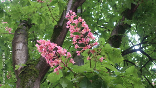 Bunte Blumen