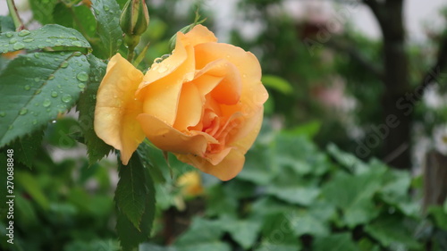 Bunte Blumen