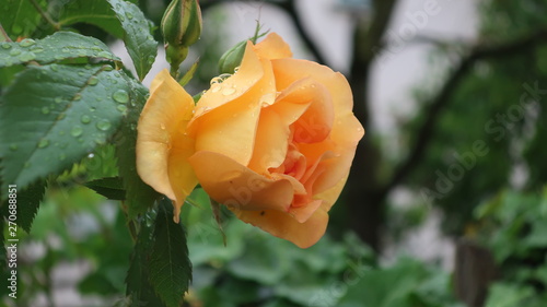 Bunte Blumen
