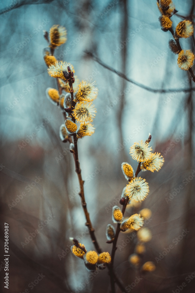 Flowering catkins or buds, pussy willow, grey willow, goat willow in early spring on a blue brown sky background. Willow twig or branch. Macro close-up. Flowering catkins or buds, pussy willow, grey willow, goat willow in early spring on a blue brown sky background. Willow twig or branch. Macro close-up.