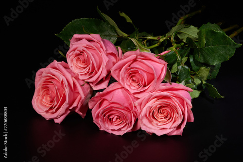 Five pink roses on black background  isolated