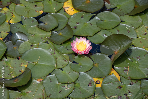 water lily in pond
