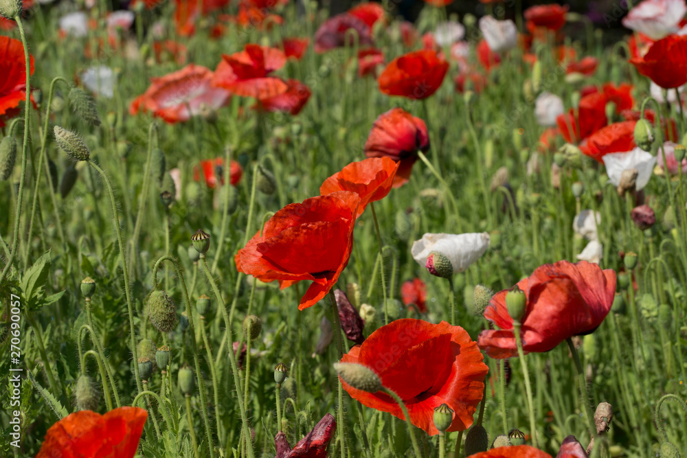 Fototapeta premium Field of Poppies