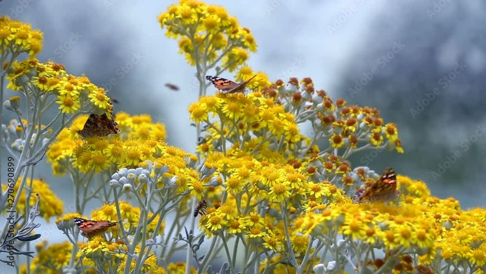 Butterfly named Vanessa Cardui on Yellow Flowers Butterfly named Vanessa Cardui on Yellow Flowers
