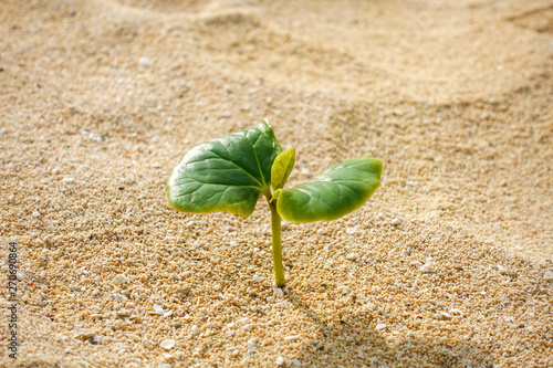 Fotografie 砂浜の植物