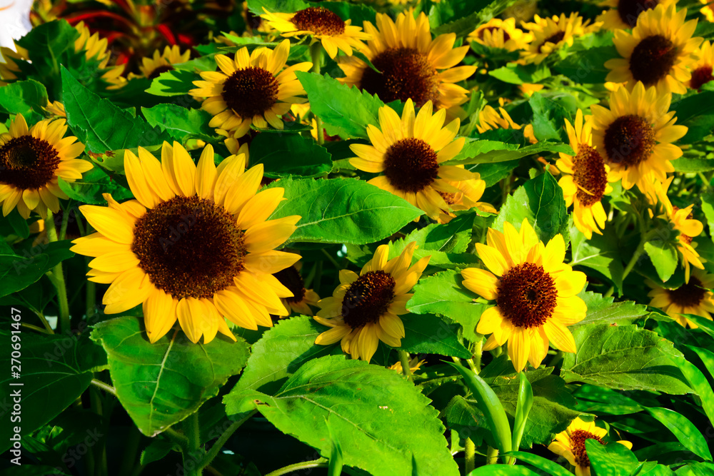 Obraz premium Sunflower is blooming to receive sunlight in the morning.