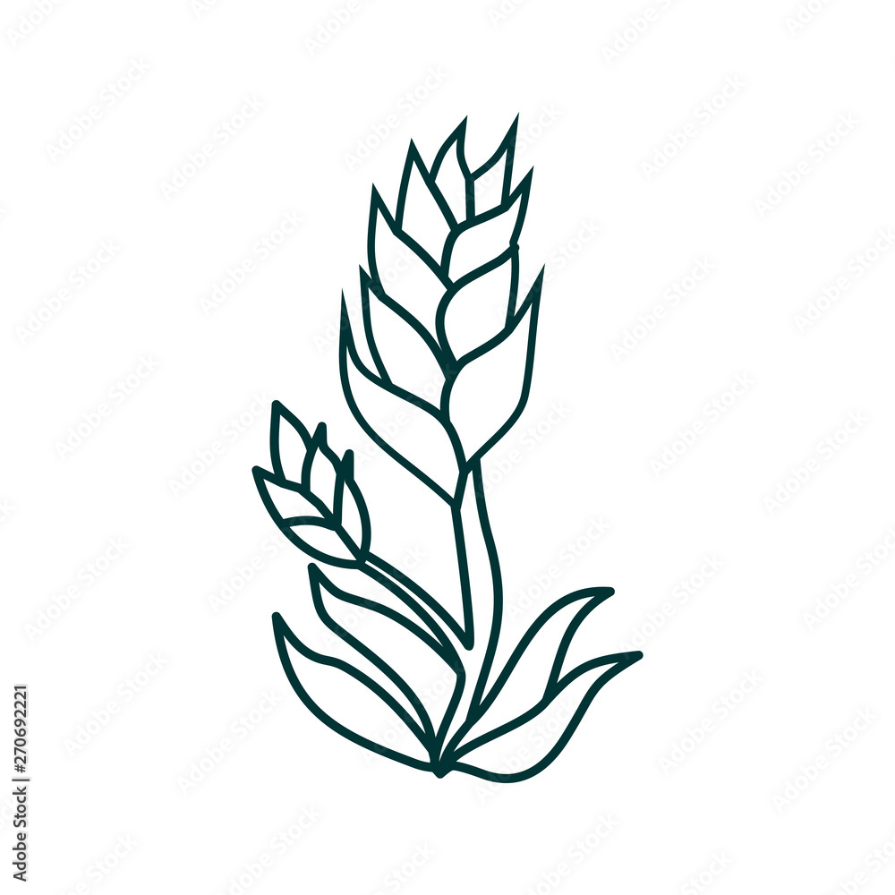 Flower Leaf Illustration Design Template Vector Flower Leaf Illustration Design Template Vector