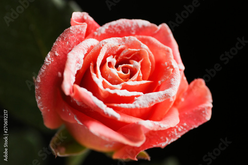 Beautiful pink rose in snow on black background