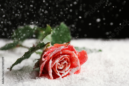 Fototapeta Naklejka Na Ścianę i Meble -  Beautiful rose on snow against black background, space for text