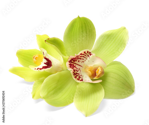 Beautiful tropical orchid flowers on white background
