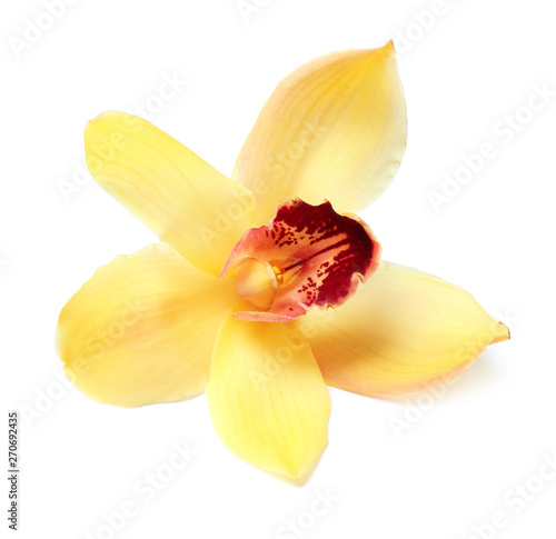 Beautiful tropical orchid flower on white background