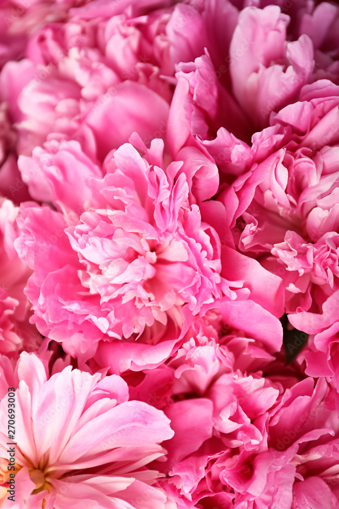 Fragrant peonies as background, closeup view. Beautiful spring flowers