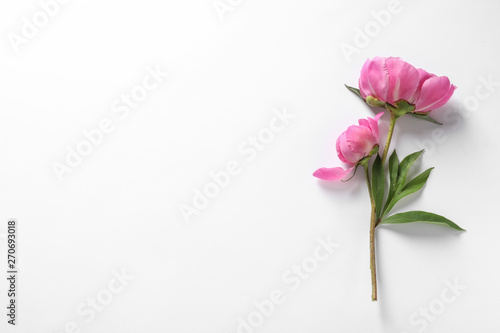 Fragrant peonies on white background, top view. Beautiful spring flowers © New Africa