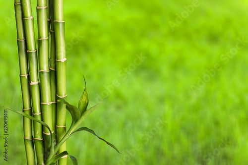 Many bamboo stalks on blurred background
