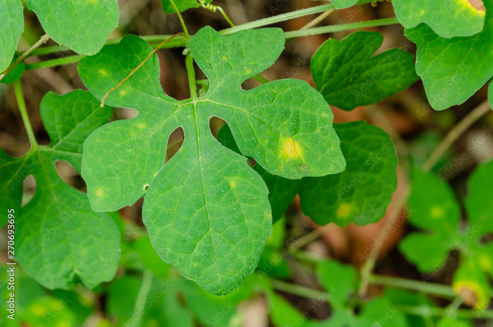 Leaf Of the Serasee Vine Leaf Of the Serasee Vine
