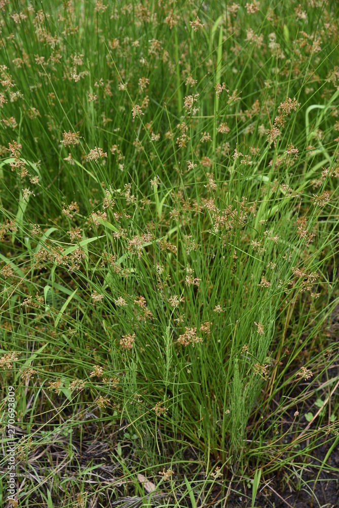 Juncus effusus (Soft rush) is used for Tatami mat materials in Japan. Juncus effusus (Soft rush) is used for Tatami mat materials in Japan.