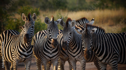 Zebra Herd - Kruger National Park