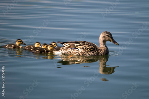 Mother mallard swimming with chicks 