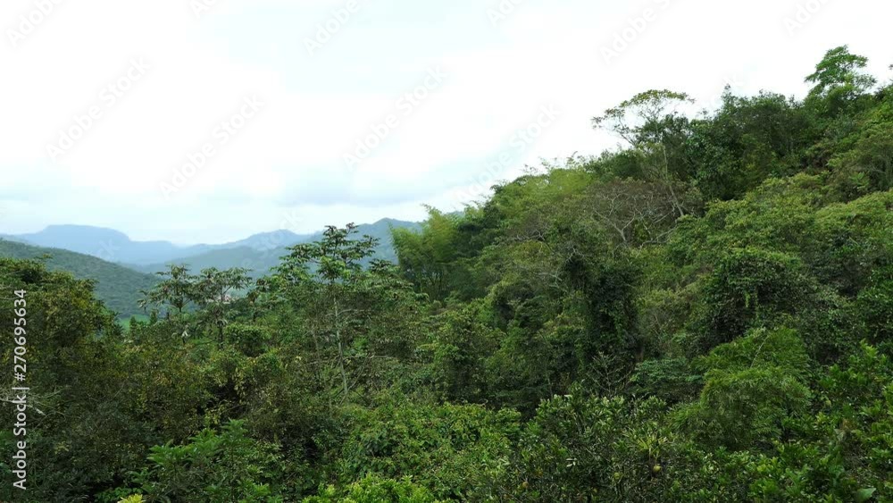 Tropical Jungle with dense trees. Amazon Rain forest with palm trees. Epic Nature background. High Humidity Jungle. Green mountain woods trees full hd and 4k. Tropical Jungle with dense trees. Amazon Rain forest with palm trees. Epic Nature background. High Humidity Jungle. Green mountain woods trees full hd and 4k.