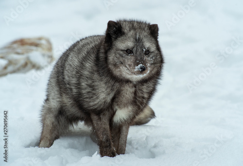 Arctic Blue Fox © Chris