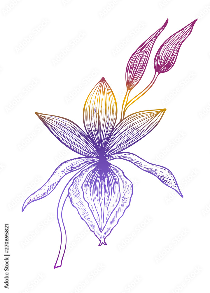 Flower Orchid isolated on white background. Vector illustration, EPS 10.