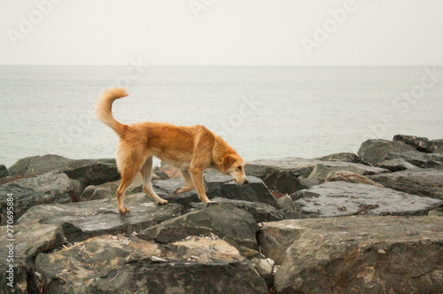 Lonely ginger colored stray dog walking in the seashore of Yeşilköy. Istanbul, Turkey. Gloomy weather in the sea